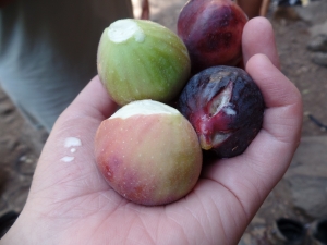Freshly picked figs!! SO YUMMY!!